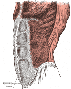 subconscious mind Grays_Anatomy_image392