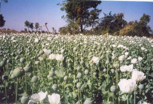 Macedonia Opium