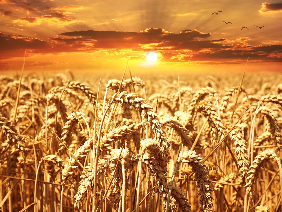 wheat-field-640960_960_720