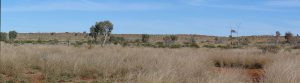 Pano_of_Gunbarrel_grasslands_and_dune_in_the_Gibson_Desert_Nature_Reserve