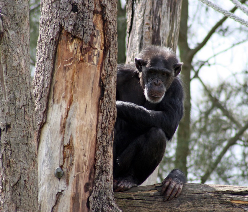 chimpanzee-1237173_960_720