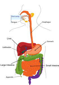 digestion-303364_960_720