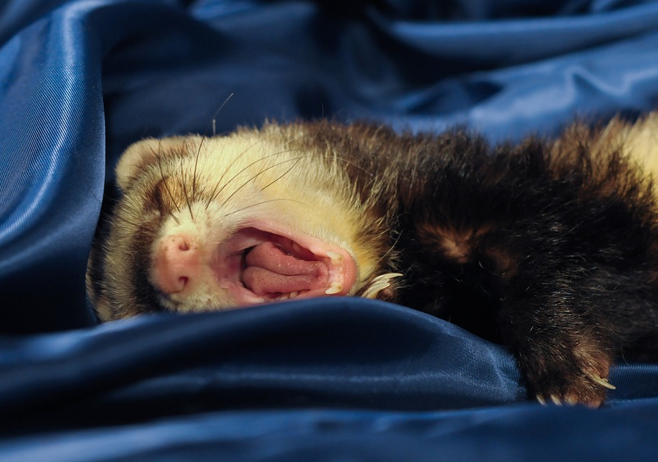 ferret-1972523_960_720