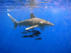 dangerous sharks-Oceanic_Whitetip_Shark