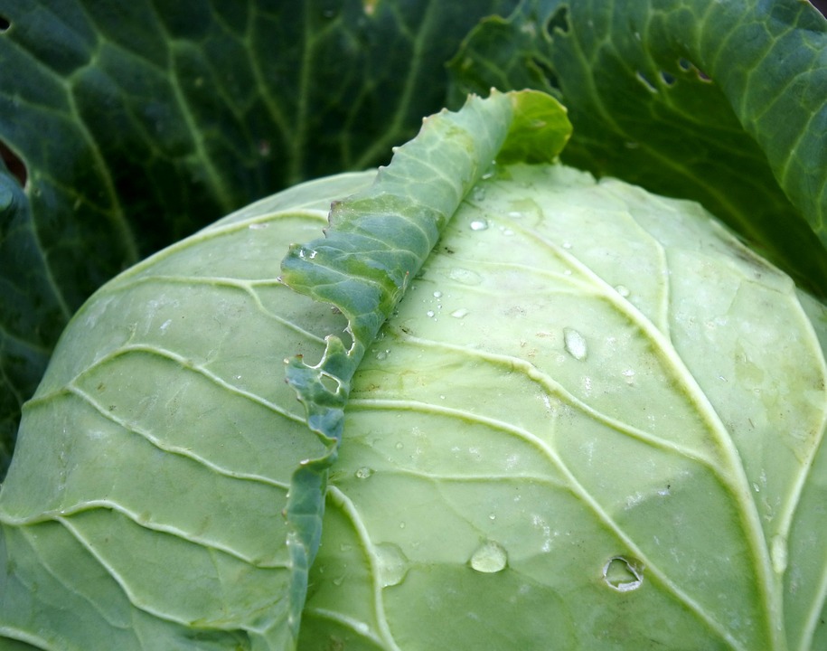 cabbage-971673_960_720