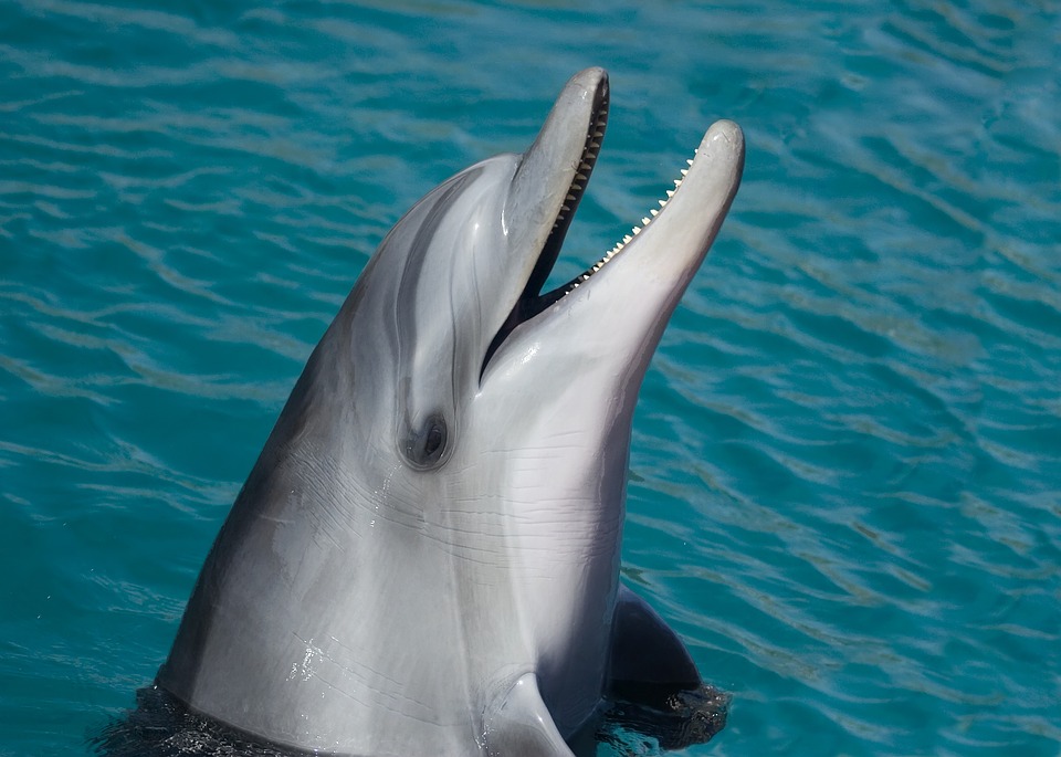 dolphin-1019616_960_720