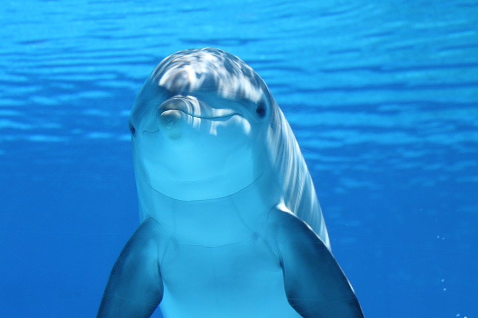 dolphin facts -203875_960_720