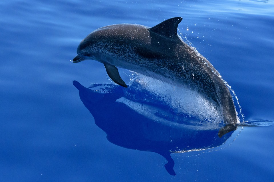 dolphin-2709809_960_720