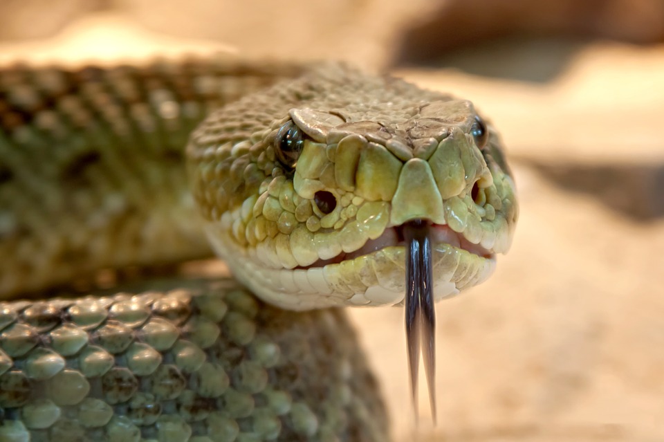 rattlesnake-653642_960_720
