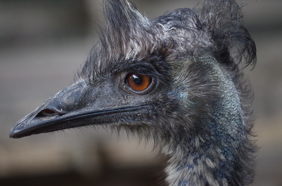 Emu War