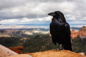 crow-828944_1920