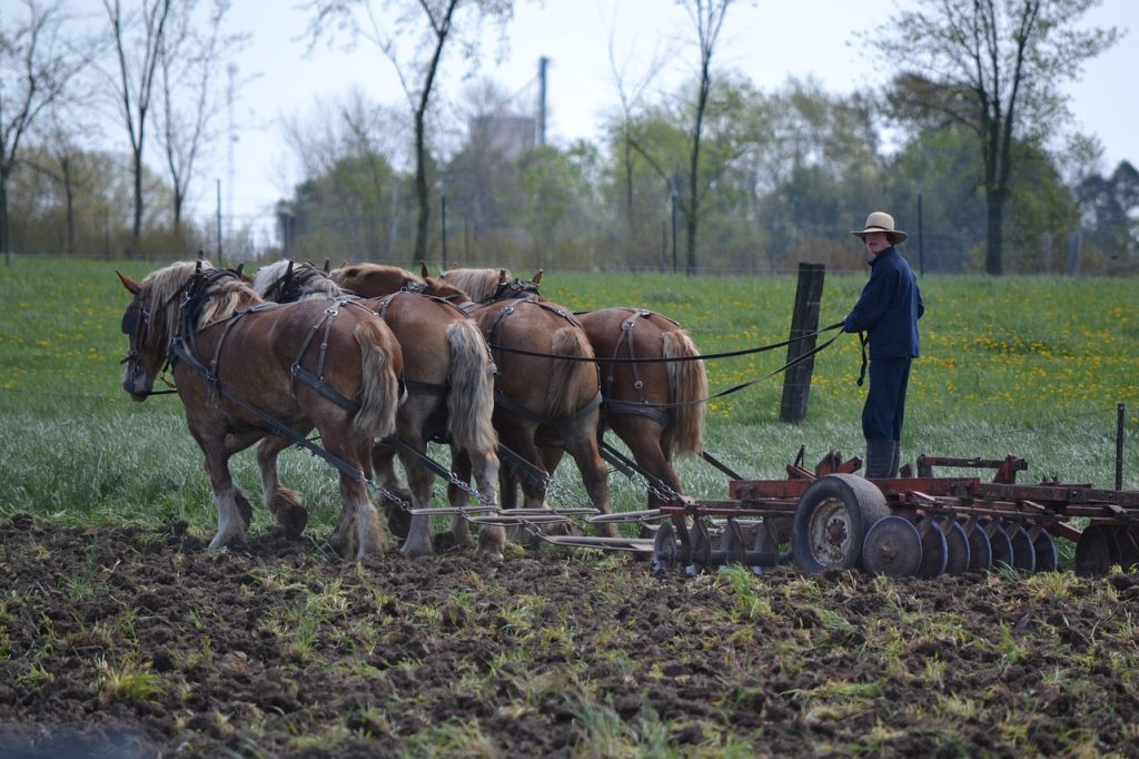 Mennonites in Mexico