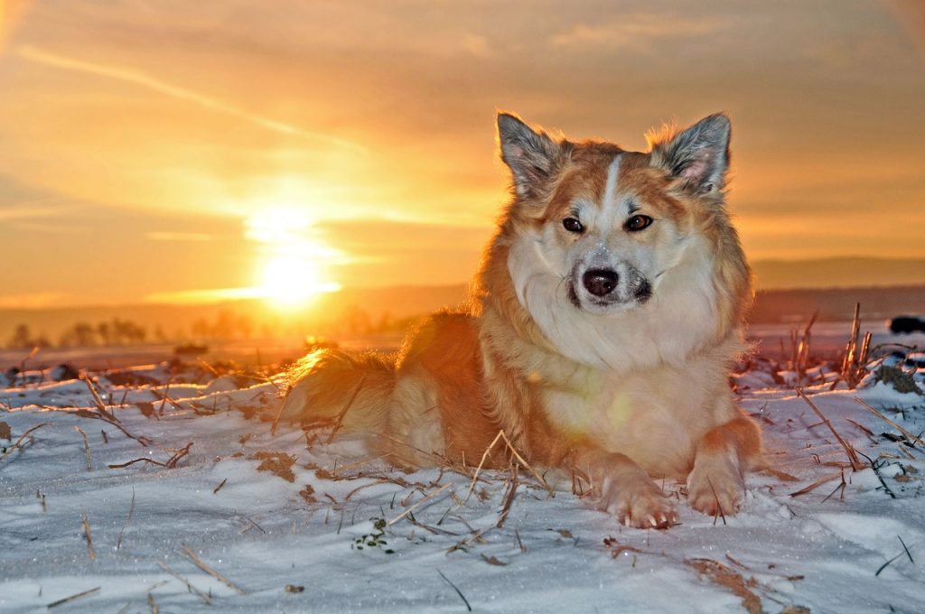 Iceland dog