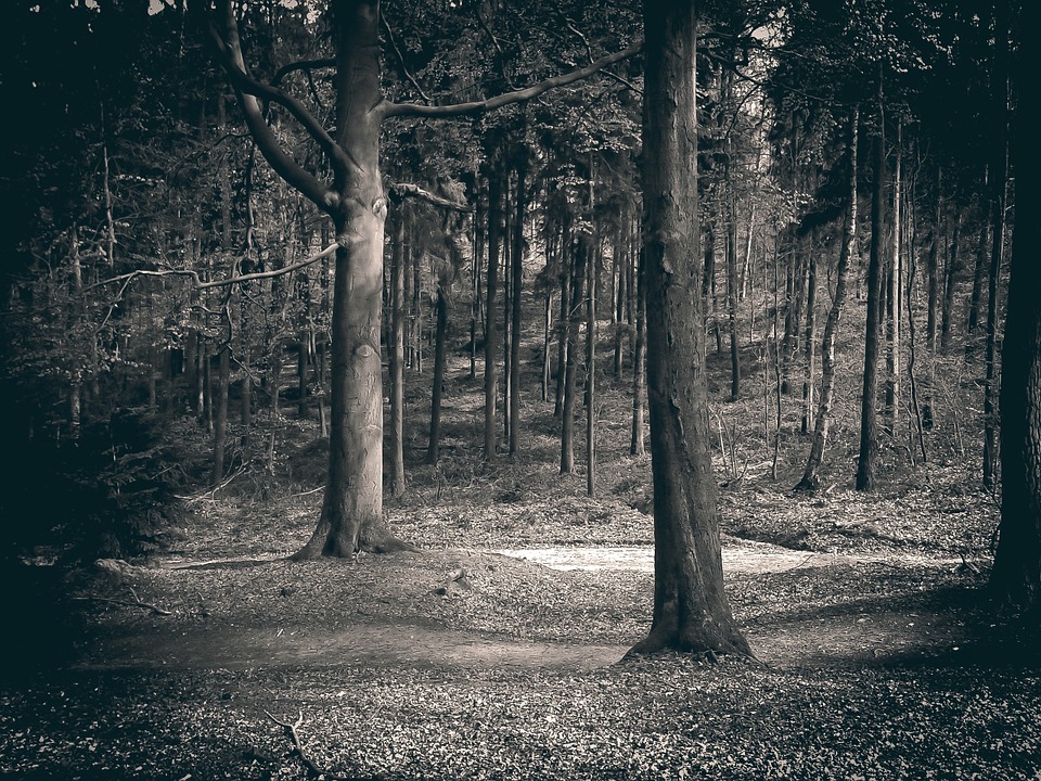 Rendlesham forest mysteries