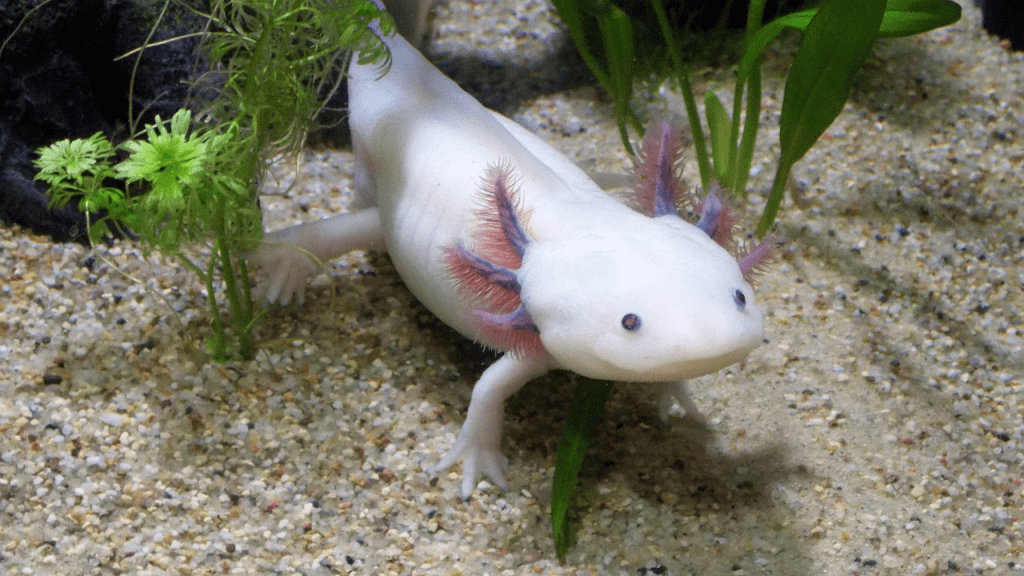 Mysterious Axolotl