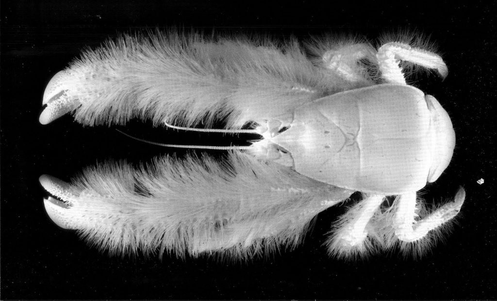 The mysterious yeti crab