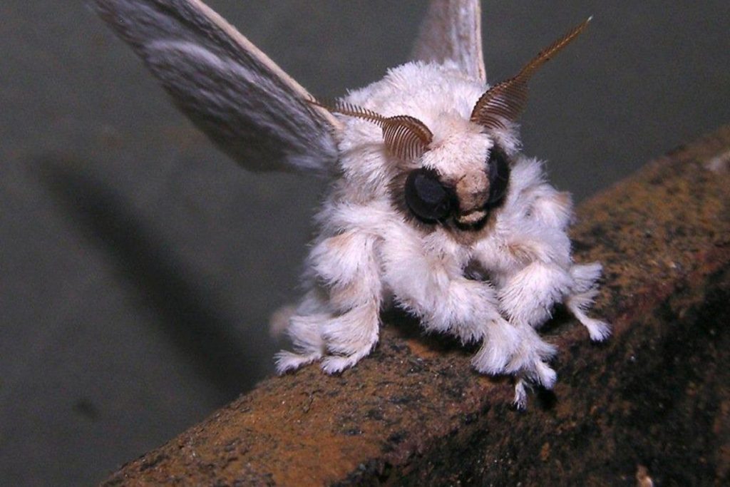 Poodle moths are very weird animals