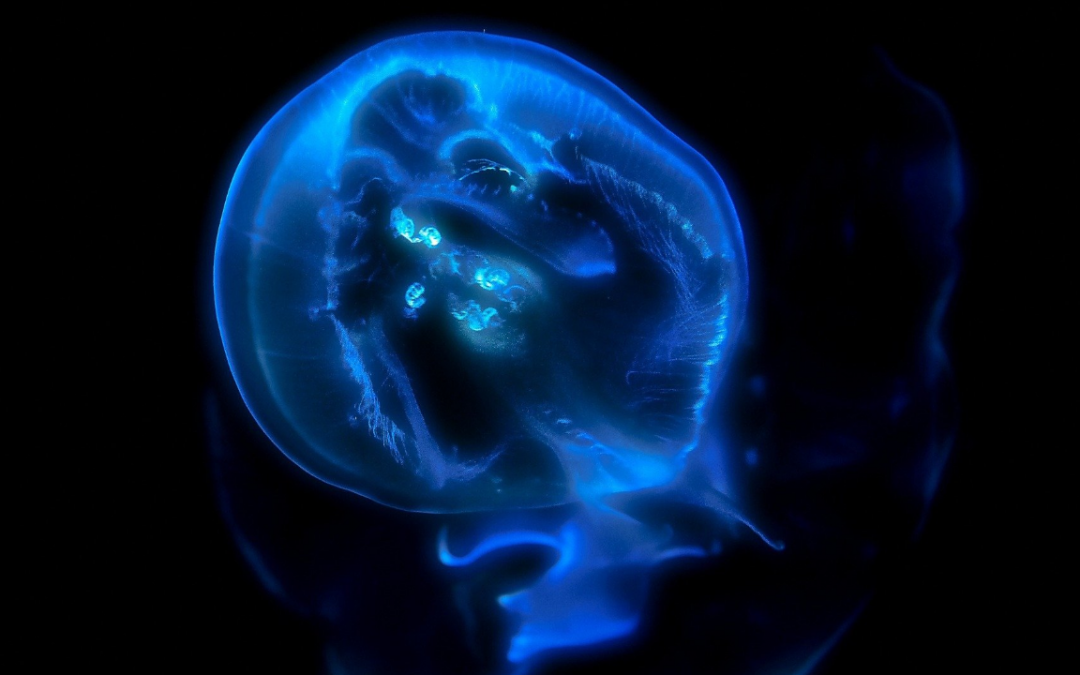 jellyfish floating being weird animals